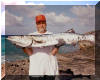 Daves 38lb shore caught Barracuda